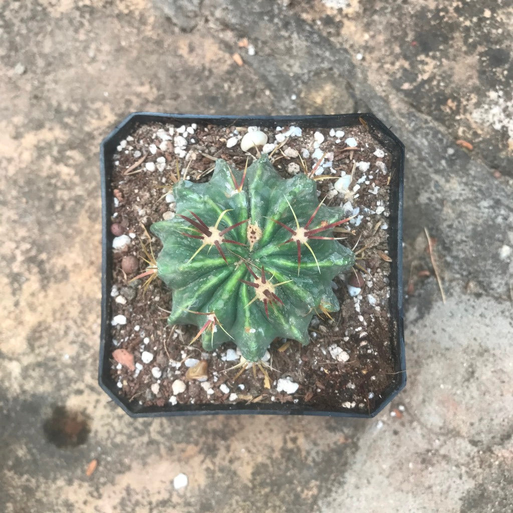 Ferocactus Macrodiscus Cactus Plant - myBageecha