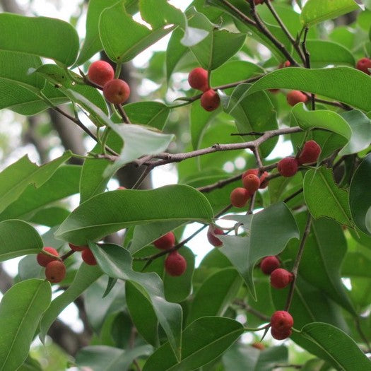 Ficus Benghalensis Banyan Tree Plant - myBageecha