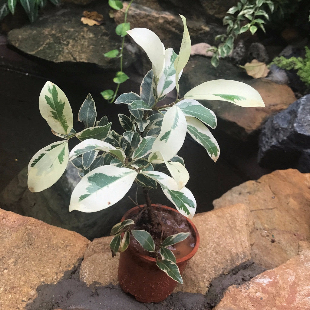 Ficus Benjamina Starlight indoor pot display - mybageecha