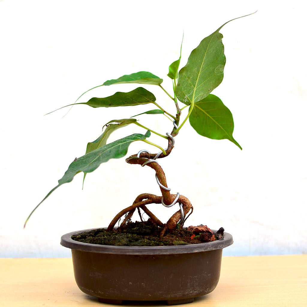 Bonsai Ficus Religiosa Plant in compact form – myBageecha