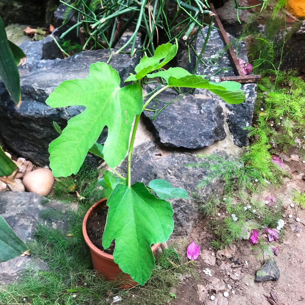 Fig Deanna Tissue Culture Anjeer Plant - myBageecha