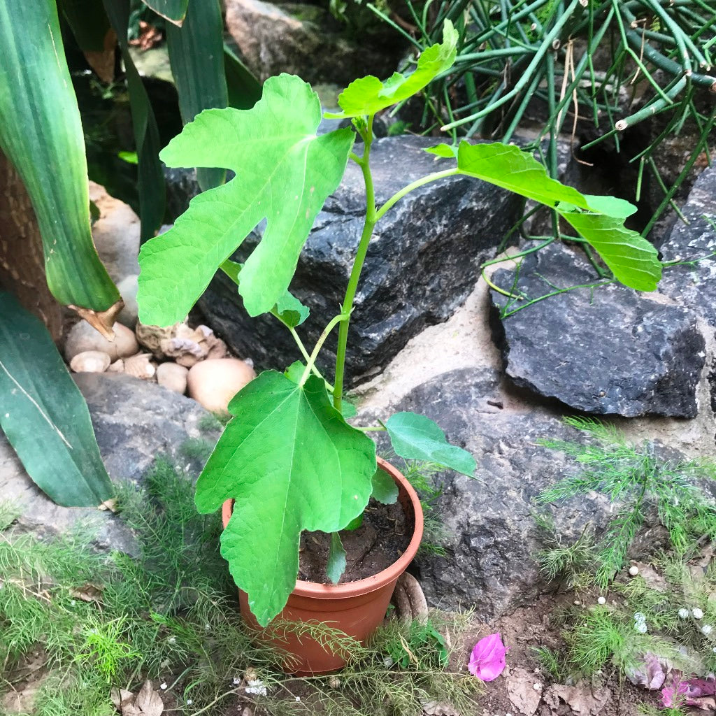 Fig Deanna Tissue Culture Anjeer Plant - myBageecha