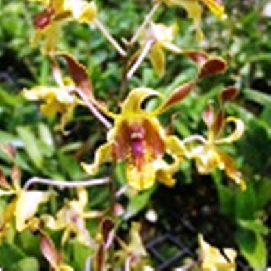 Den.Firehorn x Den.Hai sing Plants myBageecha - myBageecha