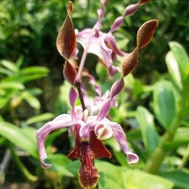 Den.Firehorn x Den.lasianthera Plants myBageecha - myBageecha