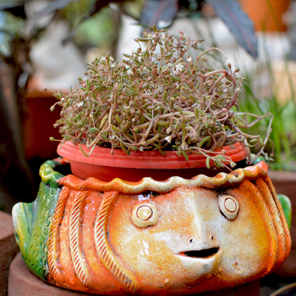 Side view of Fish Planter - mybageecha