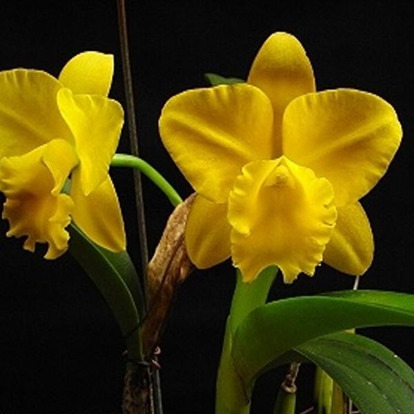 Cat. Netrasiri Dollox Free Spirit - myBageecha