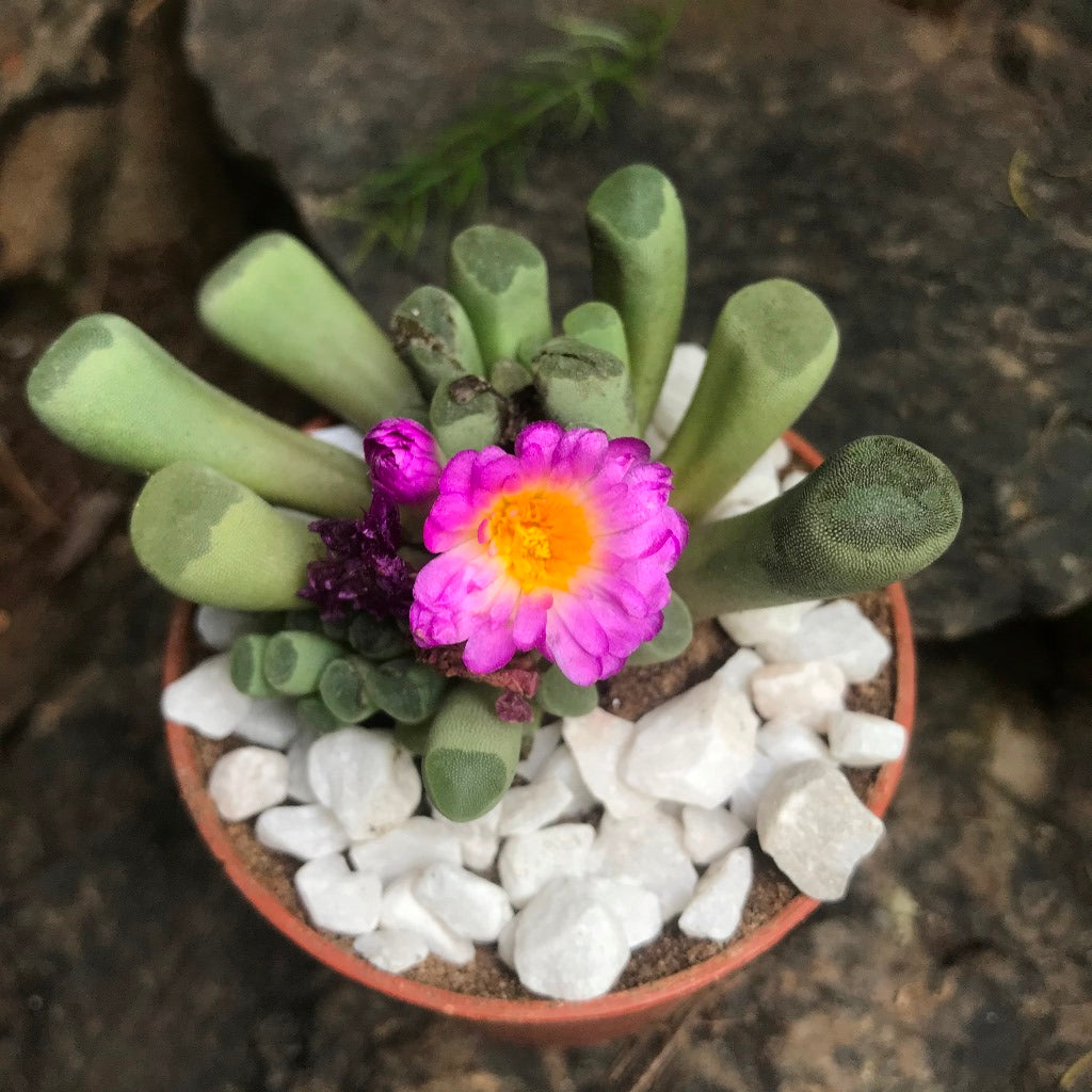 Frithia Pulchra Succulent Plant - myBageecha