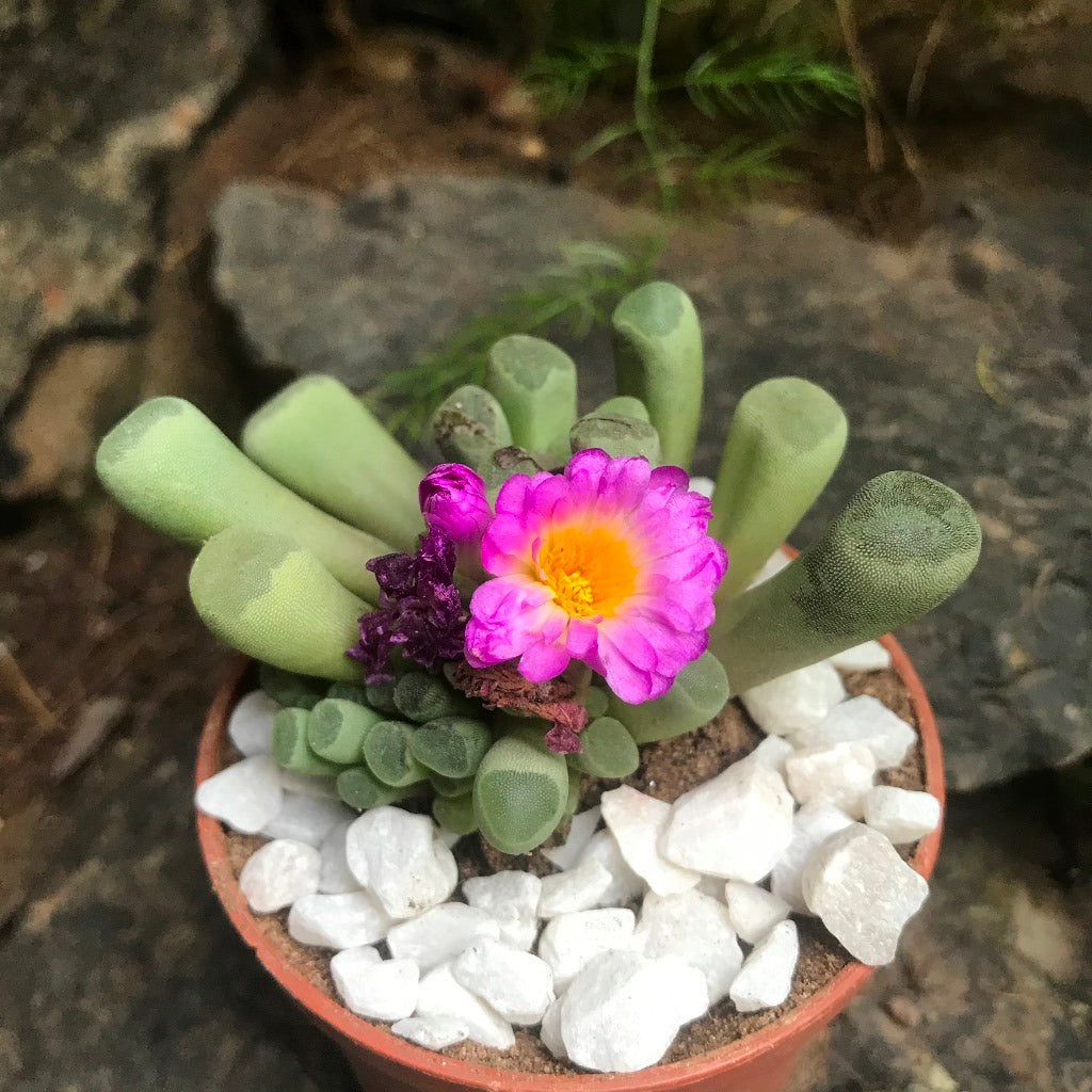 Frithia Pulchra Succulent Plant - myBageecha