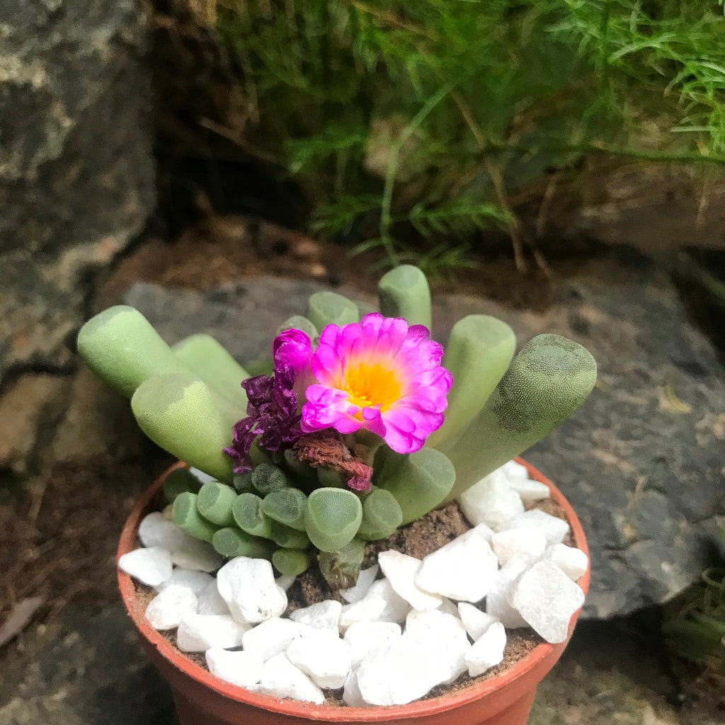 Frithia Pulchra Succulent Plant - myBageecha