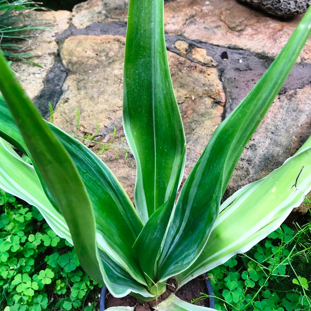 Furcraea Gigantea Striata Cactus Plant - myBageecha