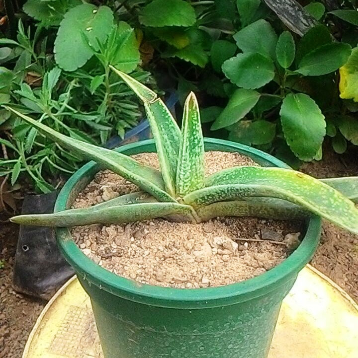 Gasteria Verrucosa Succulent Plant - myBageecha