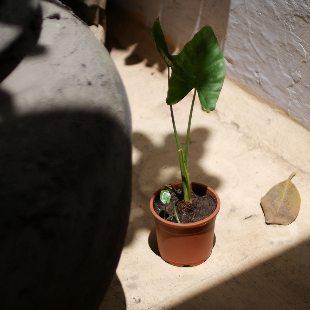 Alocasia Macrorrhizos Giant Taro Plant - myBageecha