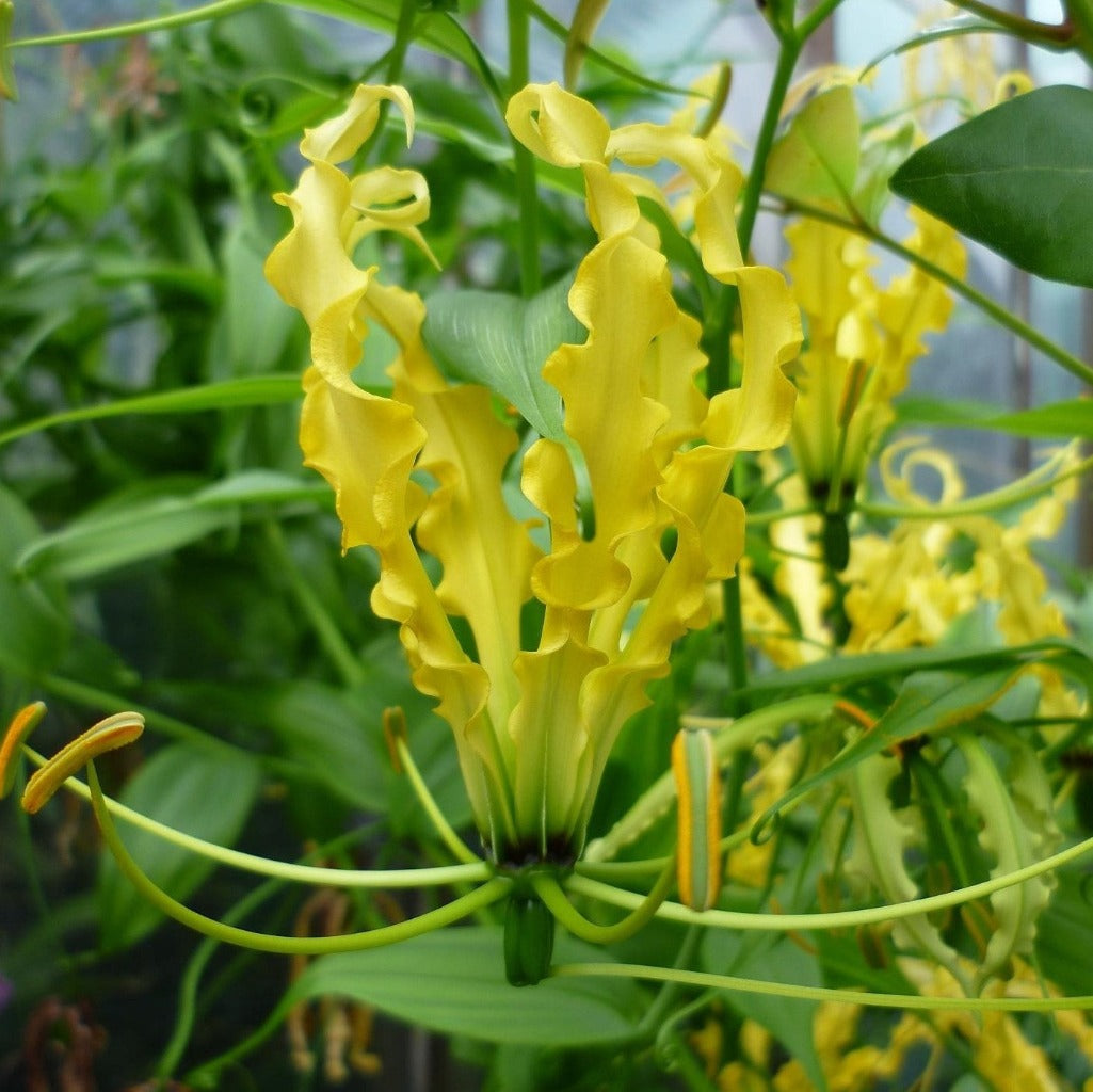 Gloriosa superba ‘Lutea’ yellow tuber– myBageecha
