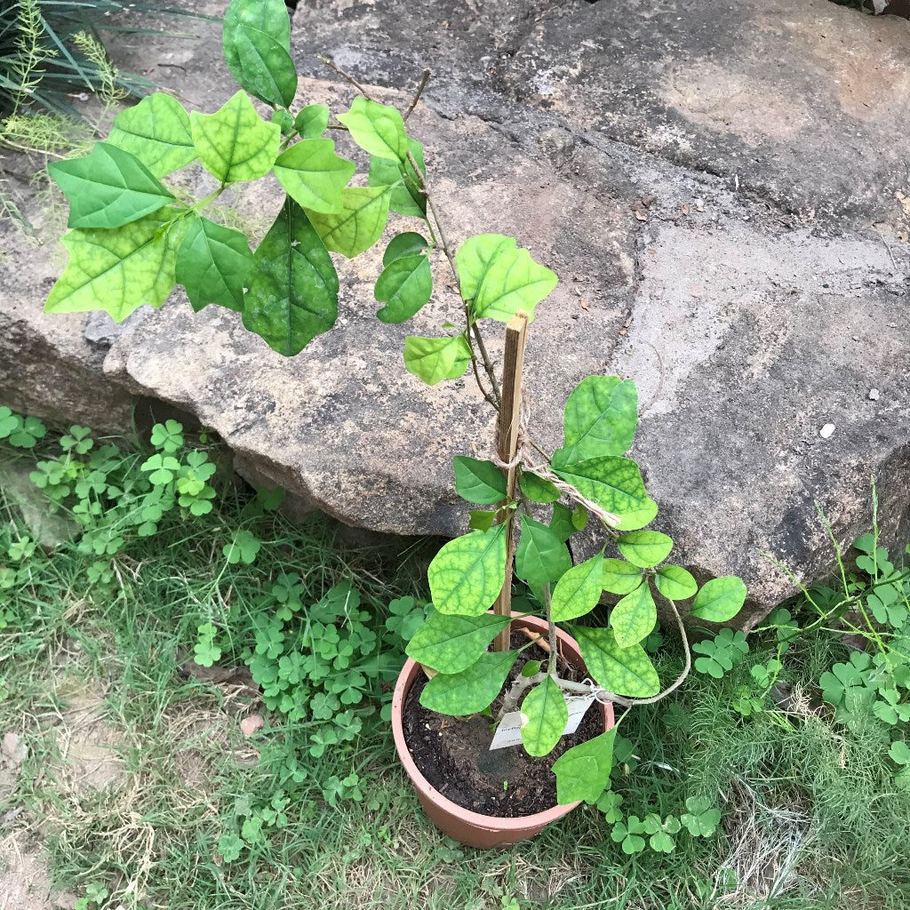 Gmelina Philippensis - Badhara - myBageecha