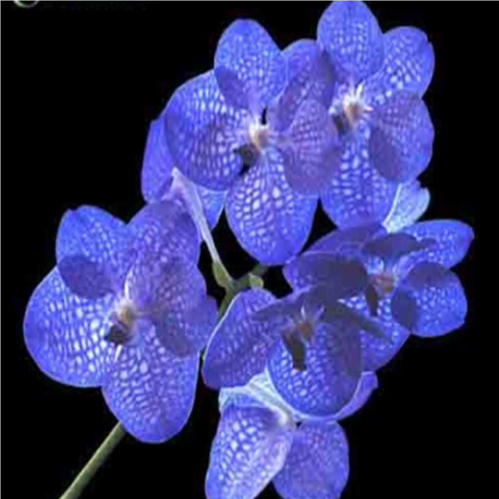 Golamco X Manuvadee - myBageecha