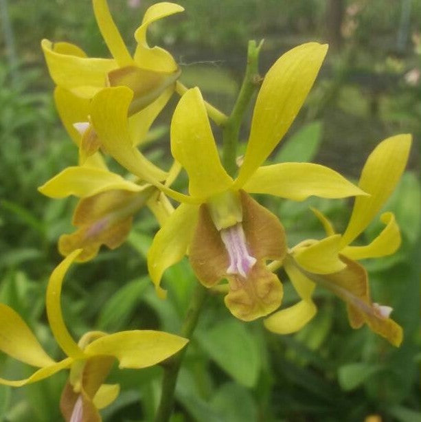 Den.Golden Rod x Hai Sing - myBageecha