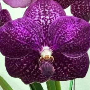 Gordon Dillon Fuch Delight - myBageecha