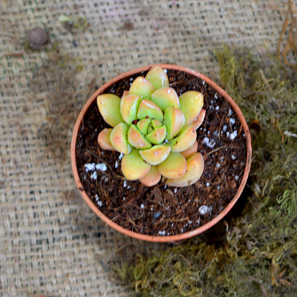 Graptosedum Cesar Succulent Plant - myBageecha