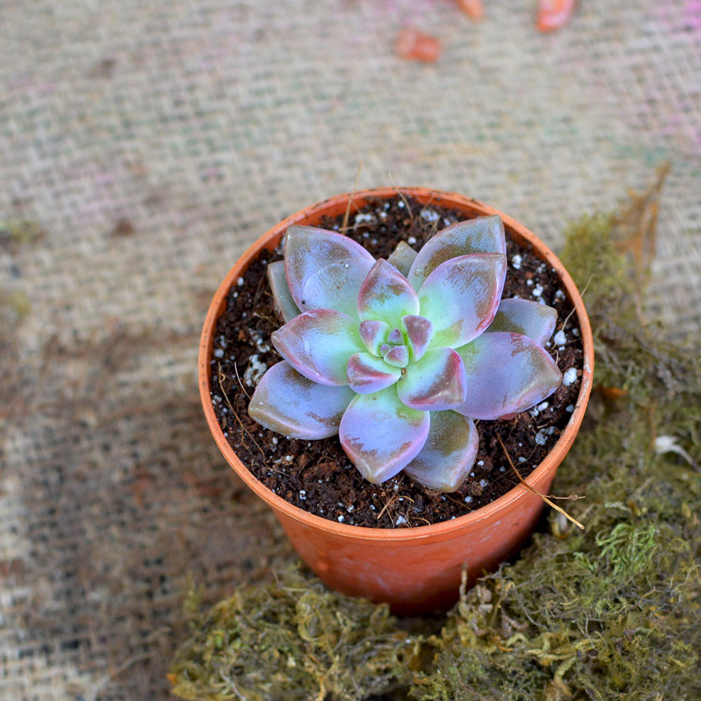 Graptosedum California Sunset Succulent Plant - myBageecha