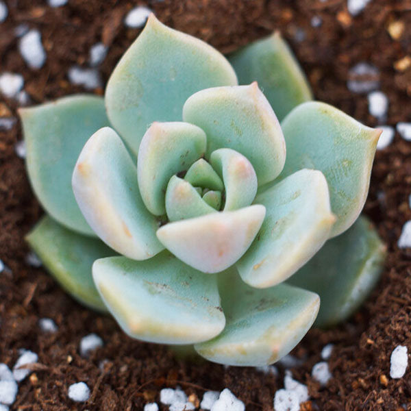 Graptoveria Titubans Succulent Plant - myBageecha