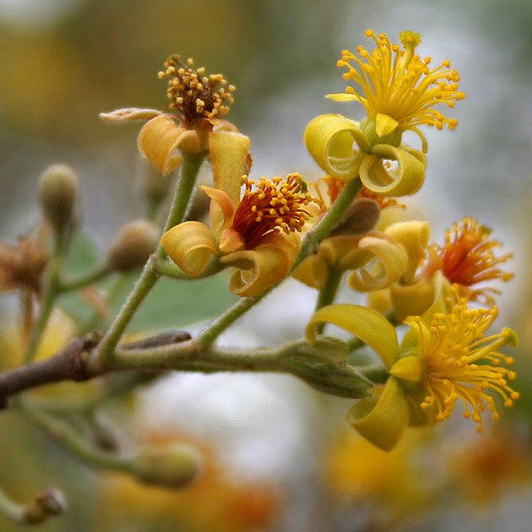 Grewia Asiatica Phalsa Plant - myBageecha