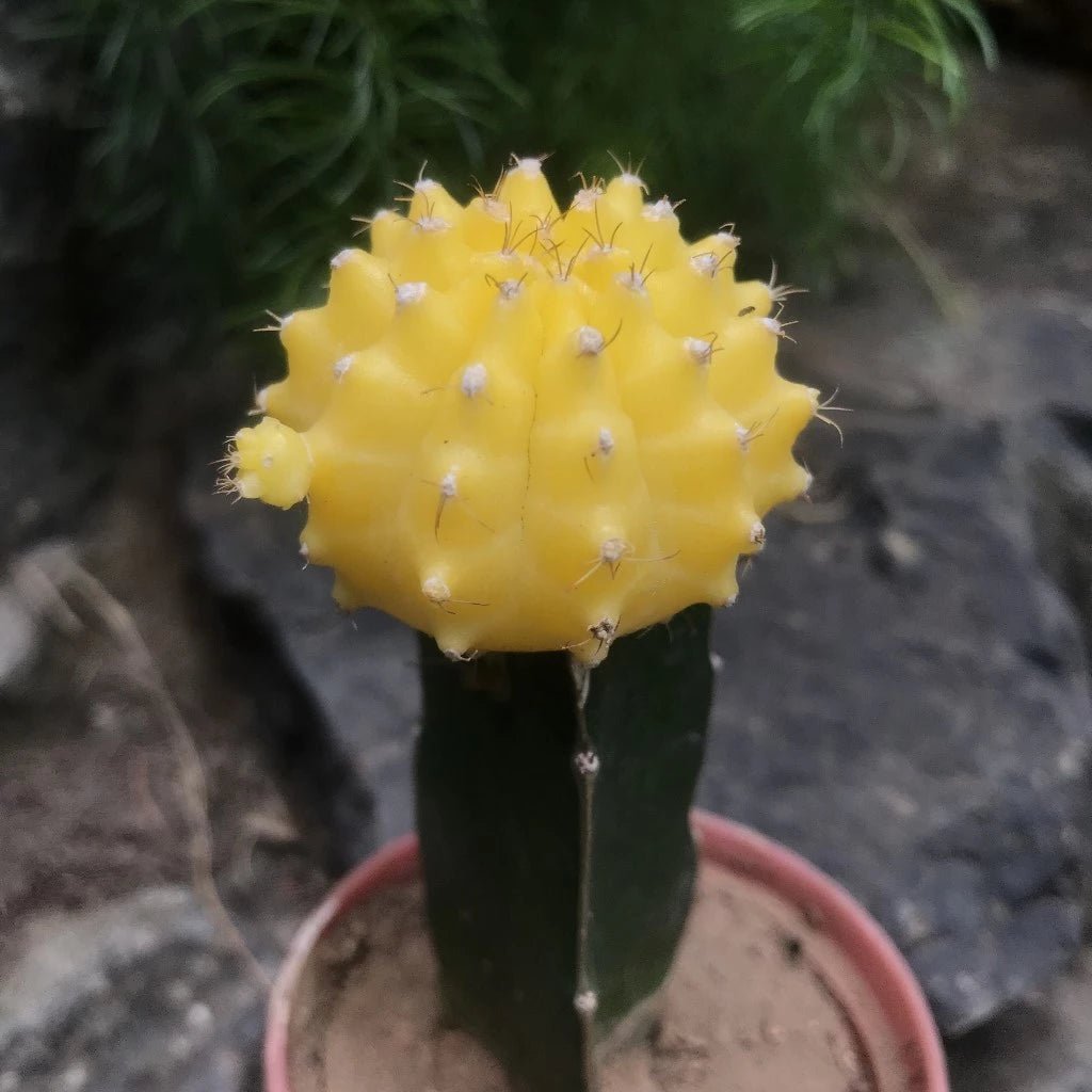 Grafted Yellow Moon Cactus Plant - myBageecha