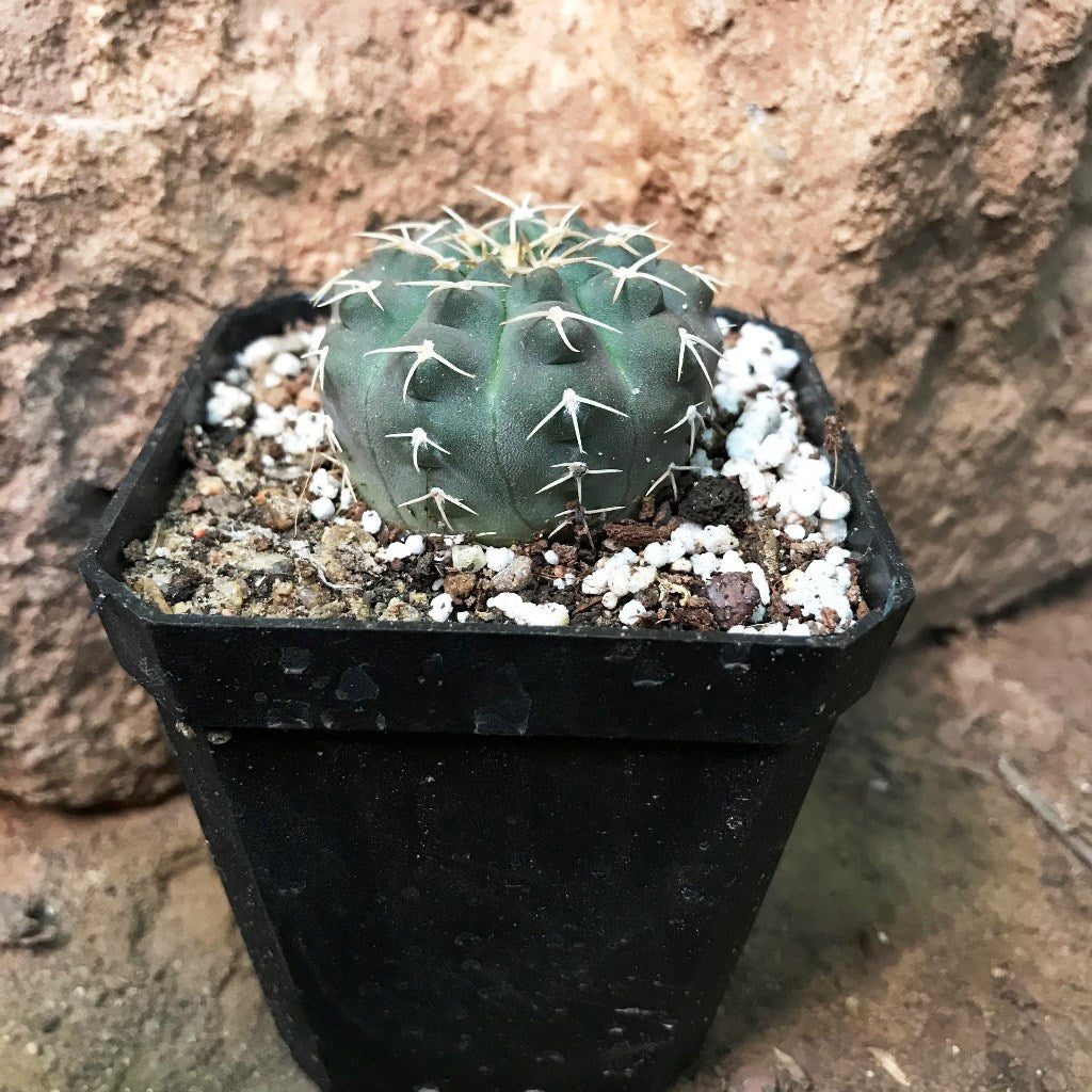 Gymnocalycium Bruchii x Hybrid Cactus Plant - myBageecha