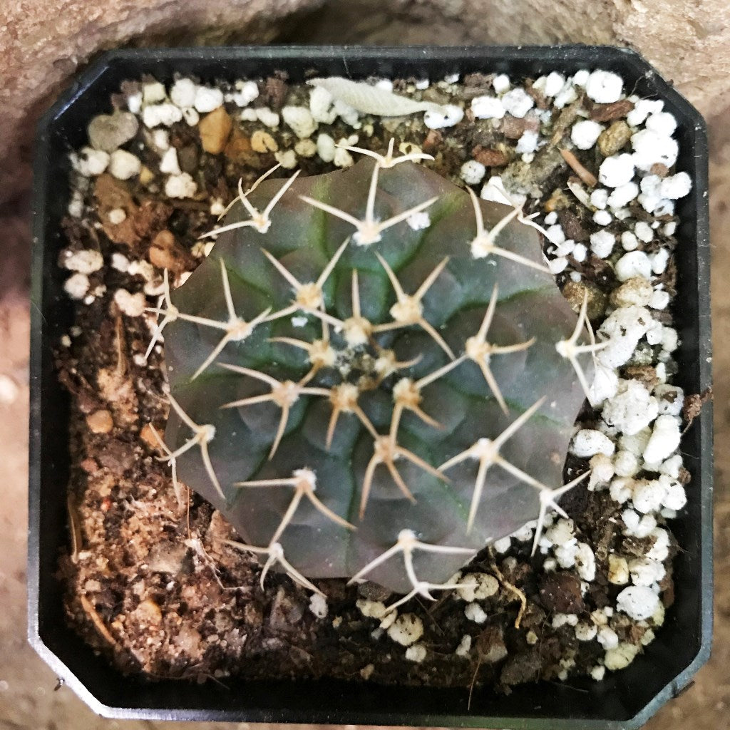 Gymnocalycium Bruchii x Hybrid Cactus Plant - myBageecha