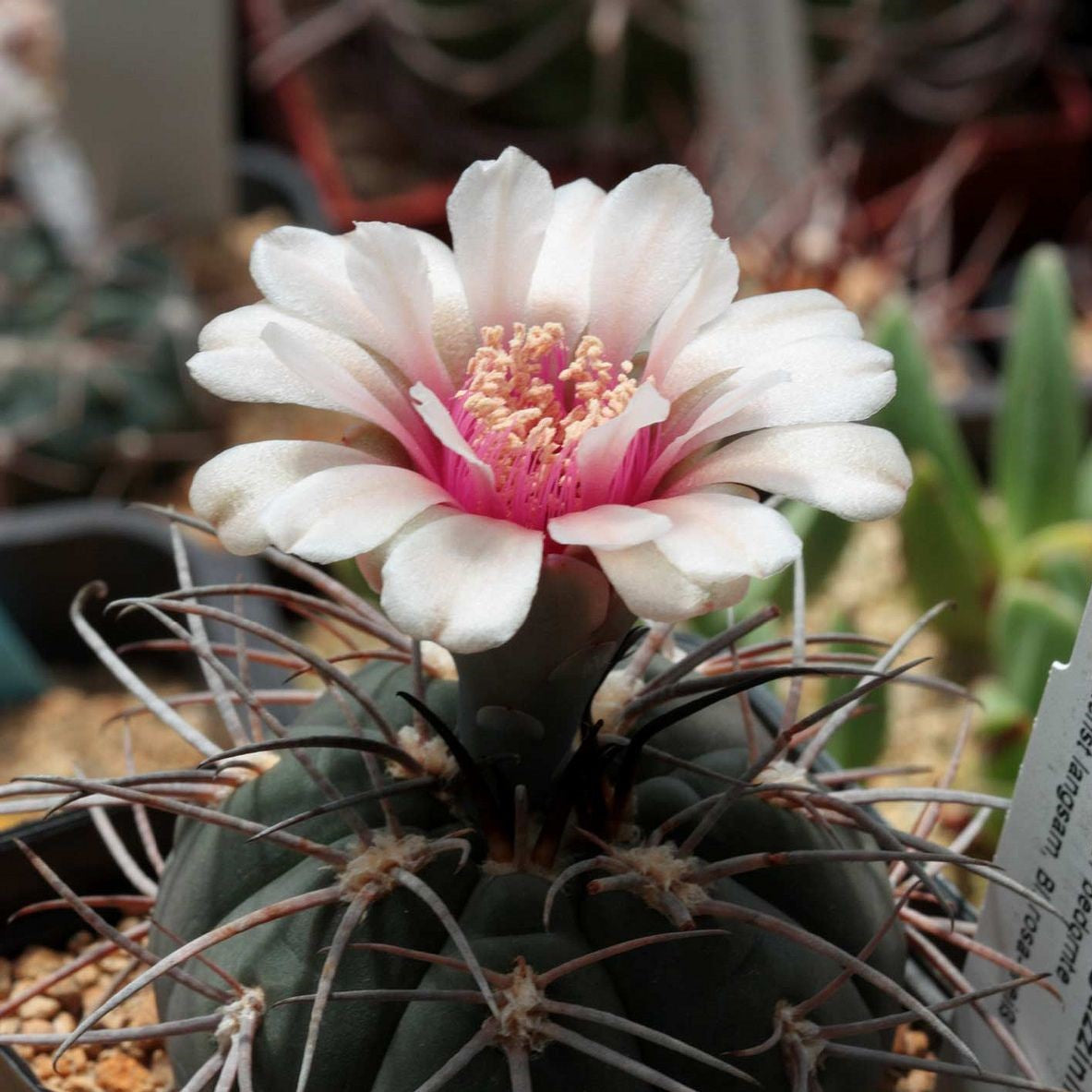 Gymnocalycium Spegazzinii Cactus Plant - myBageecha