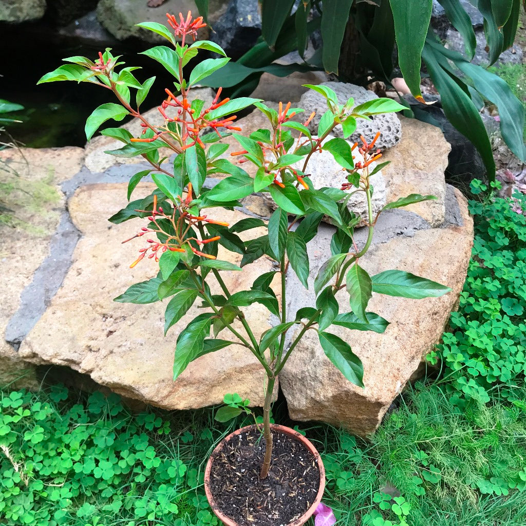 Hamelia Hummingbird Bush Plant - myBageecha