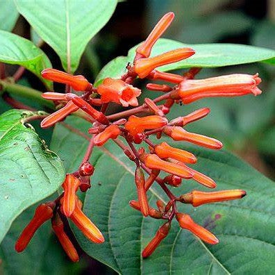 Hamelia Hummingbird Bush Plant - myBageecha