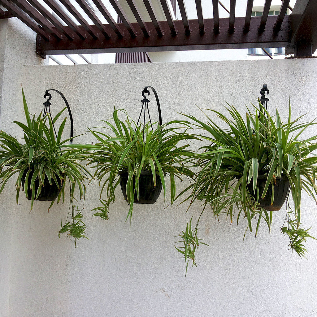 Hanging Stand for Walls Garden Essentials myBageecha - myBageecha