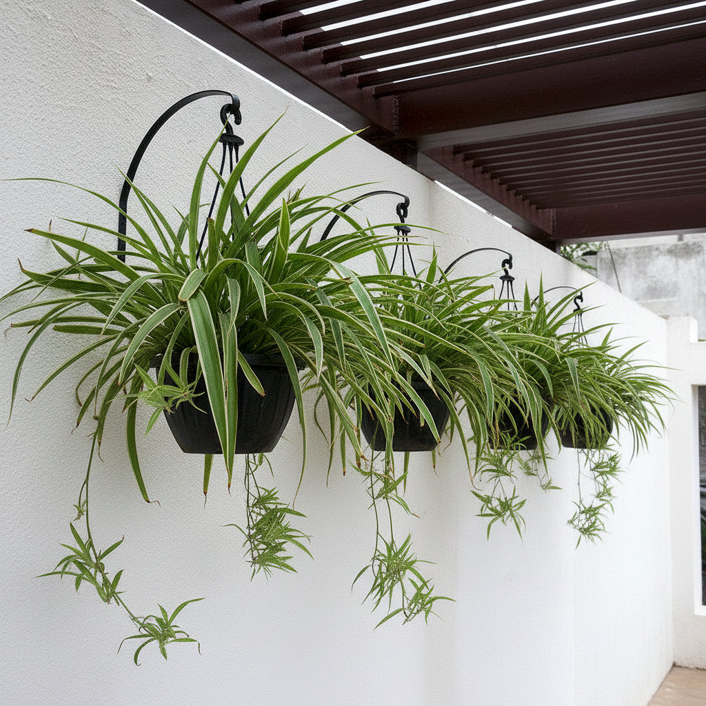 Hanging Stand for Walls Garden Essentials myBageecha - myBageecha