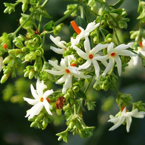 Set of 2 fragrant and 2 non-fragrant flowering plants - Har Shringar + Juhi + Calliandra Hassk, Amethyst Stars - myBageecha