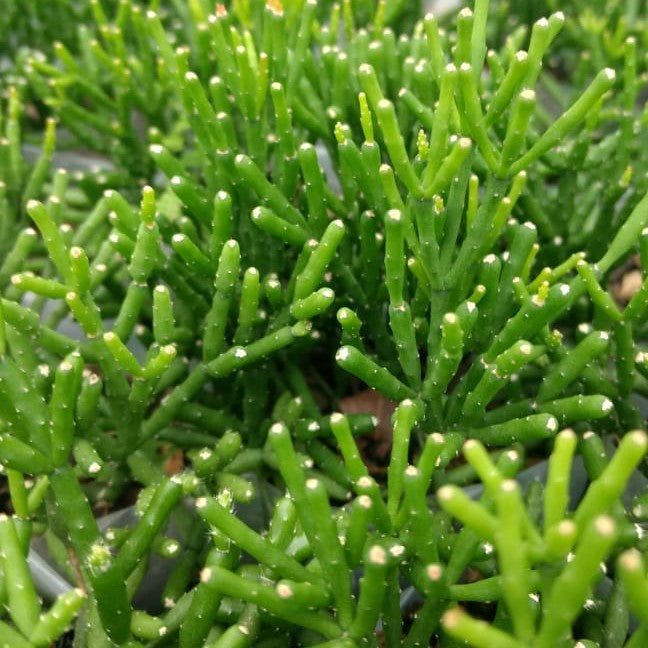 Hatiora Salicornioides