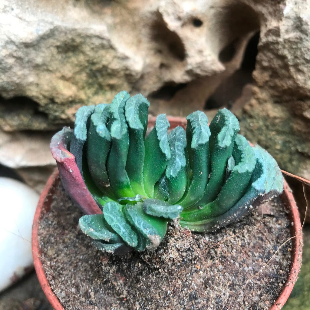 Haworthia Truncata Succulent Plant - myBageecha