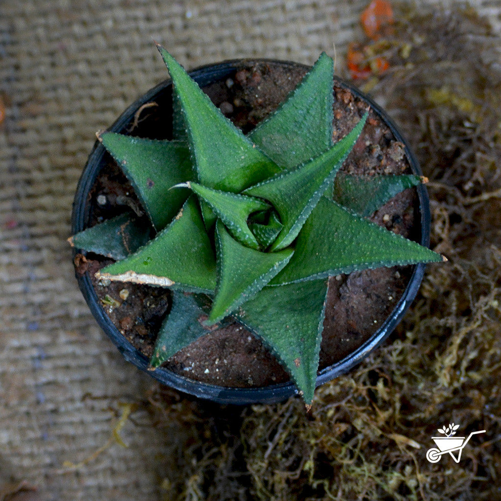 Haworthia Viscosa Plants myBageecha - myBageecha