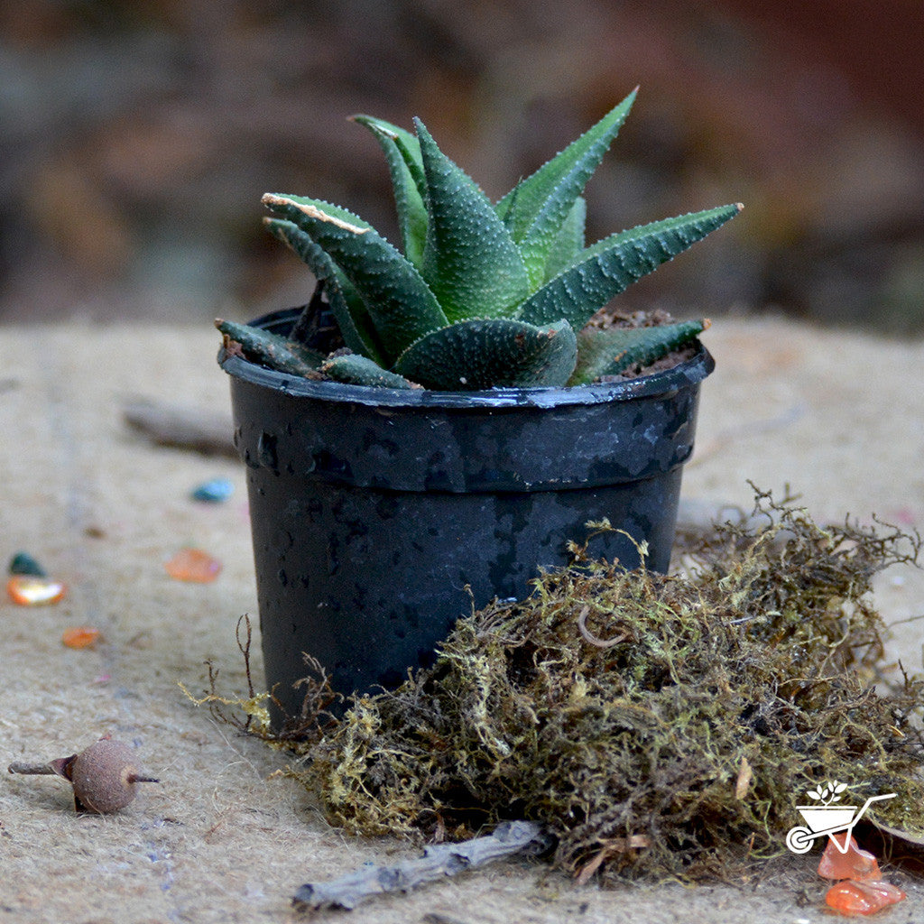 Haworthia Viscosa Plants myBageecha - myBageecha