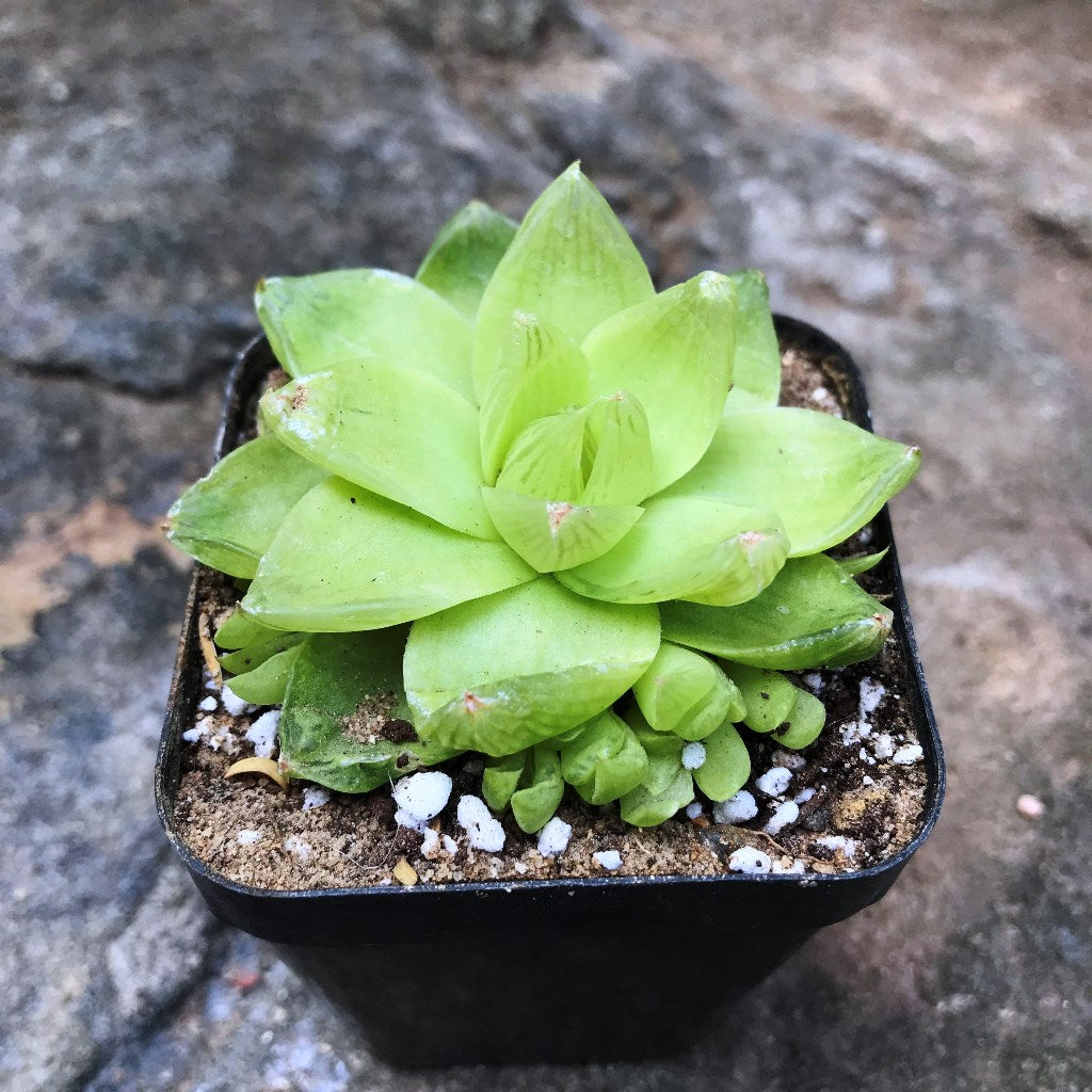Haworthia Cymbiformis Xantha Gold Succulent Plant - myBageecha