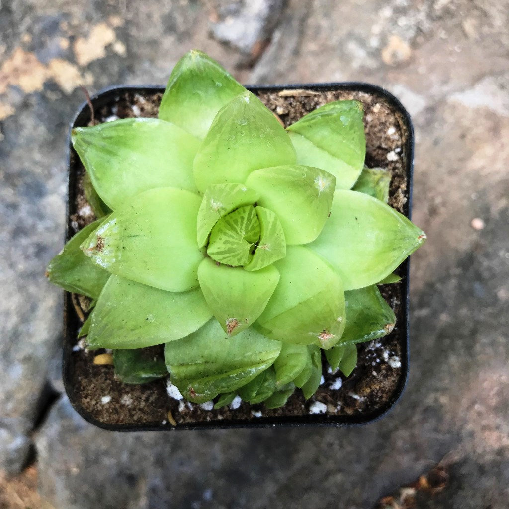 Haworthia Cymbiformis Xantha Gold Succulent Plant - myBageecha
