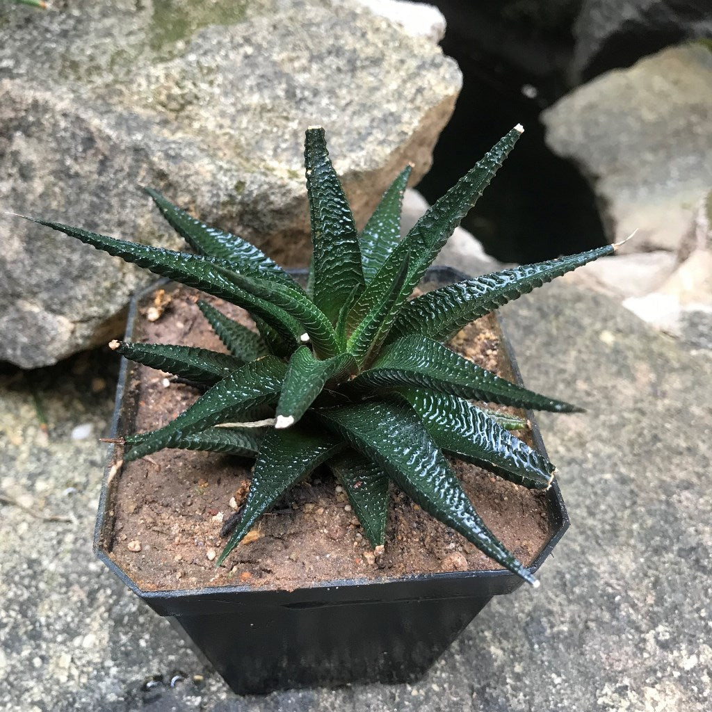 Haworthia Limifolia v keithii Succulent Plant - myBageecha