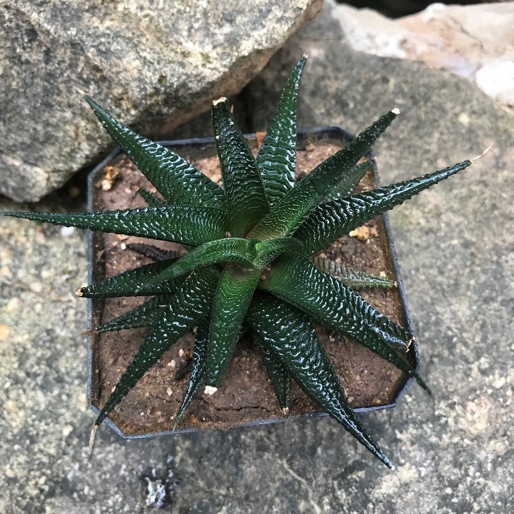 Haworthia Limifolia v keithii Succulent Plant - myBageecha