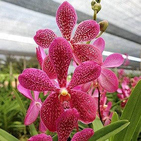 Aranda Hearthroab Garnet - myBageecha