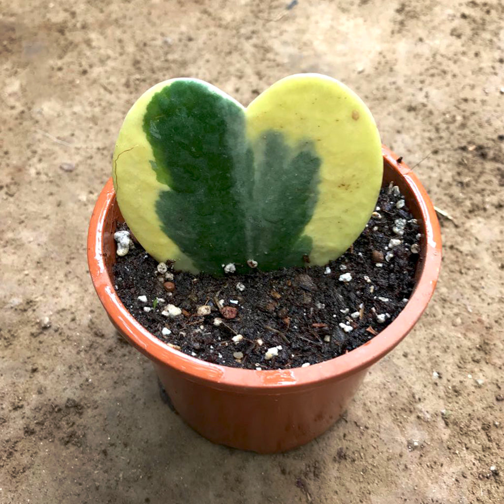 Hoya Kerrii Albomarginata Plant - myBageecha