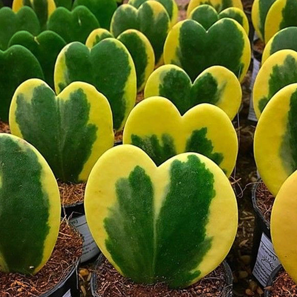 Hoya Kerrii Albomarginata Plant - myBageecha