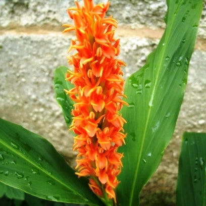 Hedychium Densiflorum- 'Assam Orange' (Bulbs) - myBageecha