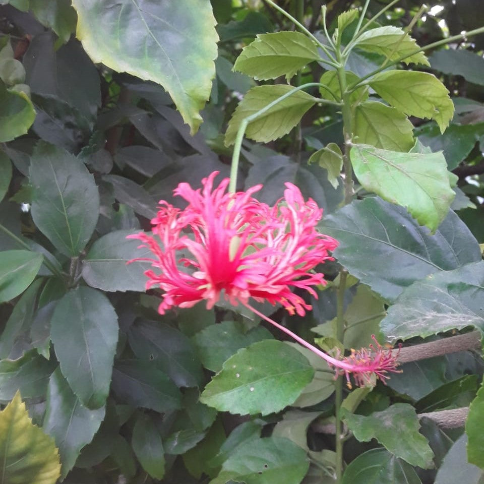 Hibiscus Schizopetalus Plant - myBageecha