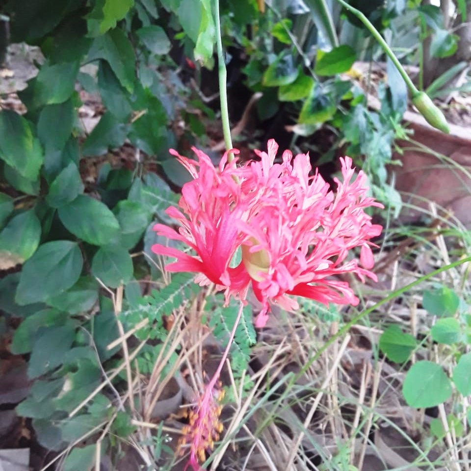 Hibiscus Schizopetalus Plant - myBageecha