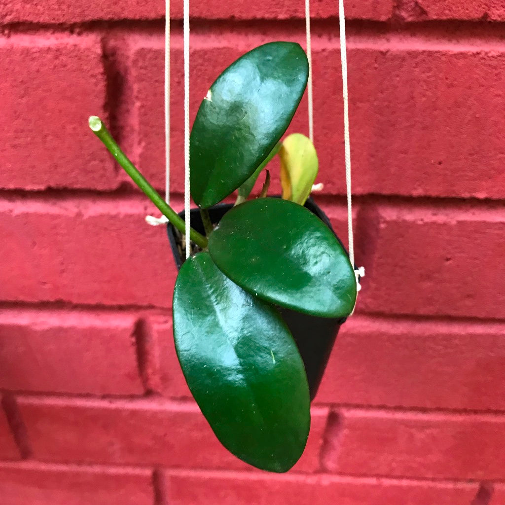 Hoya Diversifolia Crassipes Plant - myBageecha
