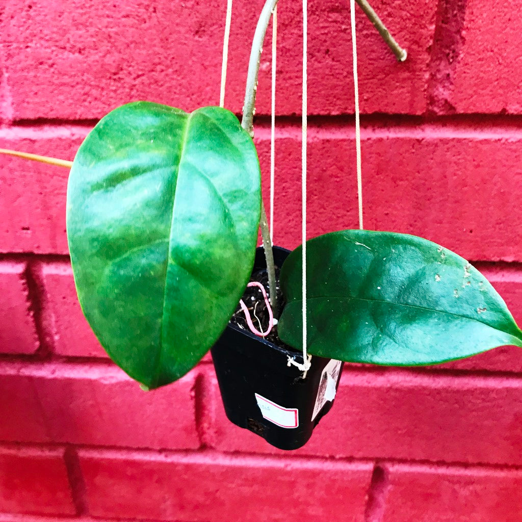 Hoya Halconensis Plant - myBageecha